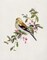 Spring Song Pine Grosbeak by Sally Swatland - Item # VARPDX43503